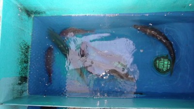 DSCF4860