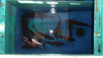 DSCF4861