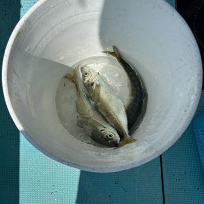 image2.jpeg