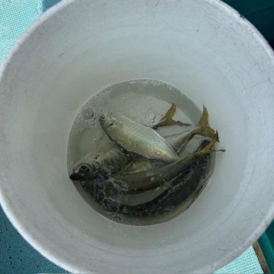 image4.jpeg