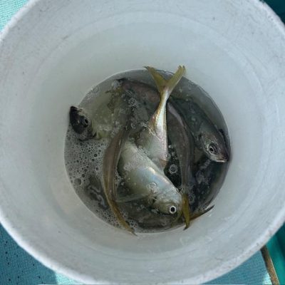 image5.jpeg
