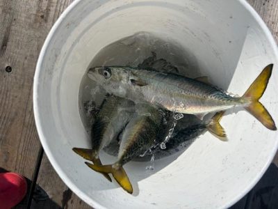 image2.jpeg